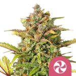 Nasiona marihuany Sweet ZZ Royal Queen Seeds