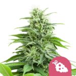 Nasiona marihuany Fruit Spirit Royal Queen Seeds