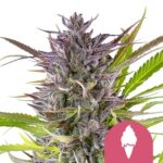 Nasiona marihuany Green Gelato Royal Queen Seeds