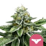 Nasiona marihuany Sherbet Queen Royal Queen Seeds