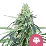 Nasiona marihuany Wedding Gelato Royal Queen Seeds