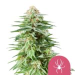 Nasiona marihuany White Widow Royal Queen Seeds