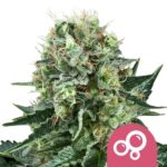 Nasiona marihuany Bubble Kush Royal Queen Seeds