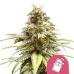 Nasiona marihuany Chocolate Haze Royal Queen Seeds
