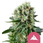 Nasiona marihuany Critical Kush Royal Queen Seeds