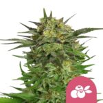 Nasiona marihuany Haze Berry Royal Queen Seeds