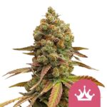 Nasiona marihuany Special Queen 1 Royal Queen Seeds