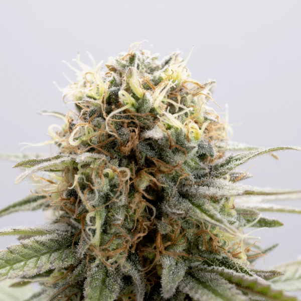gsc-product-image-7578