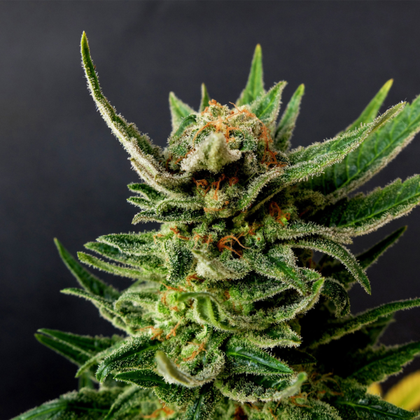 gypsy-kush-product-image-30