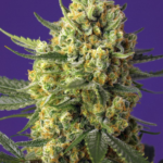 Nasiona marihuany Crystal Candy XL Auto Sweet Seeds