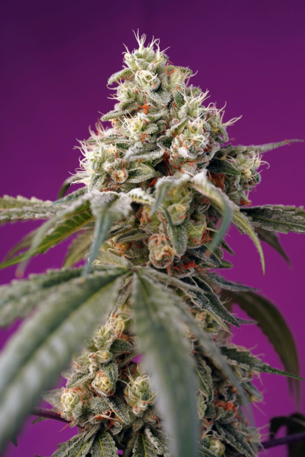 Nasiona marihuany Bruce Banner Auto Sweet Seeds