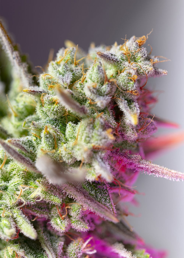 Nasiona marihuany Sweet Mimosa XL Auto Sweet Seeds
