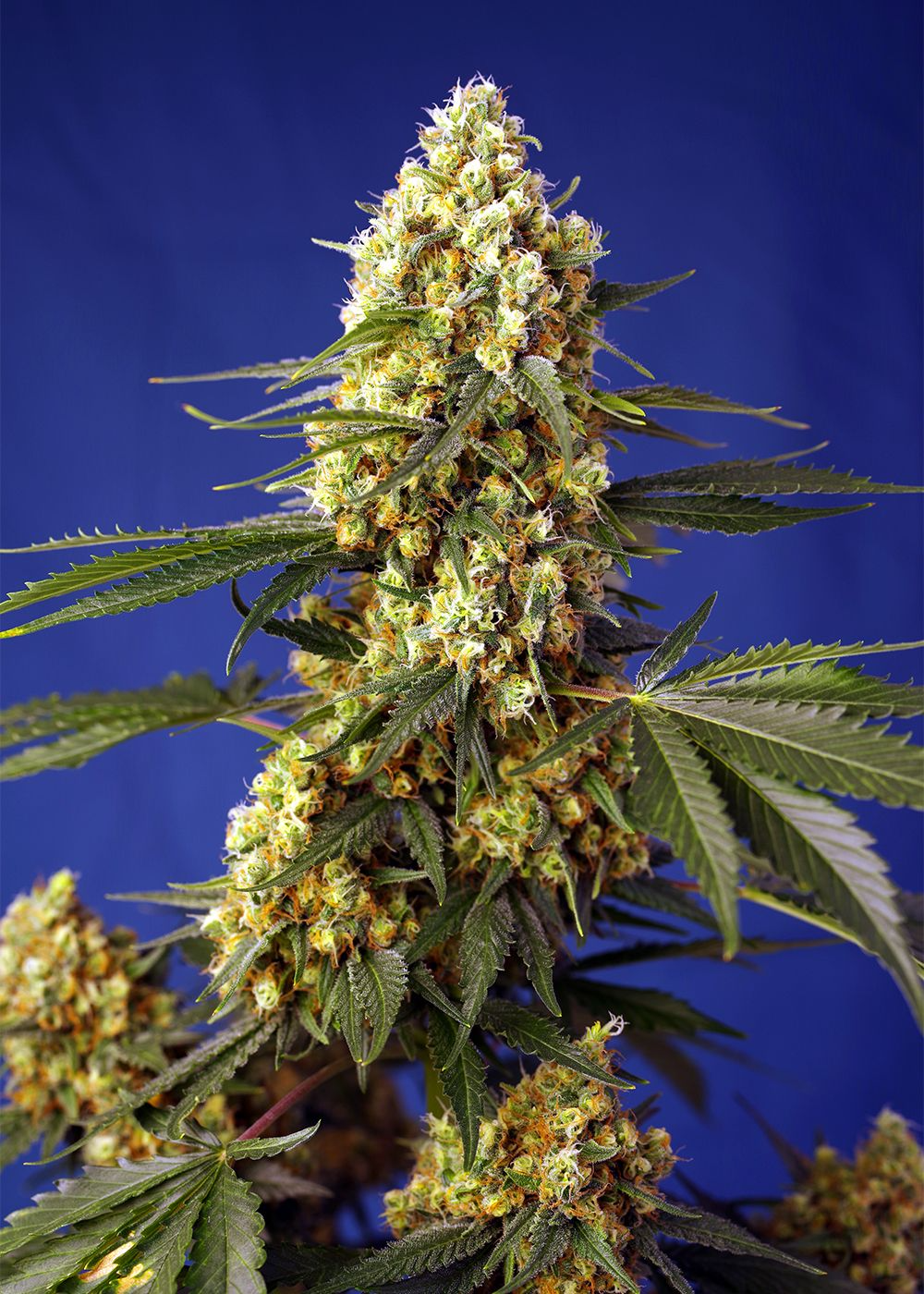 Nasiona marihuany Strawberry Banana Gelato XL Auto Sweet Seeds