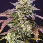 Nasiona marihuany Purple Punch OG XL Auto Sweet Seeds