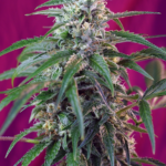 Nasiona marihuany Green Poison Auto Sweet Seeds