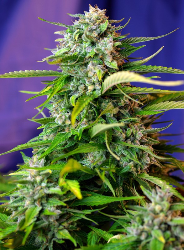Nasiona marihuany Jack 47 Auto Sweet Seeds