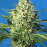 Nasiona marihuany Jack 47 XL Auto Sweet Seeds