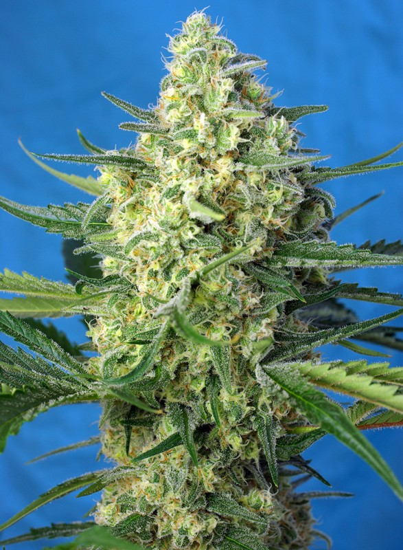 Nasiona marihuany Jack 47 XL Auto Sweet Seeds