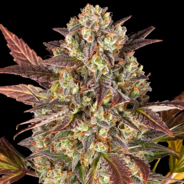 Nasiona marihuany Amnesia Haze Auto Barney's Farm