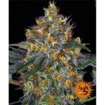 Nasiona marihuany Moby Dick Auto Barney's Farm