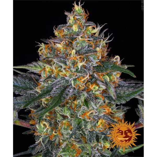 Nasiona marihuany Moby Dick Auto Barney's Farm