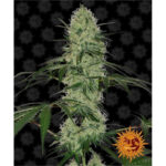 Nasiona marihuany Tangerine Dream Auto Barney's Farm