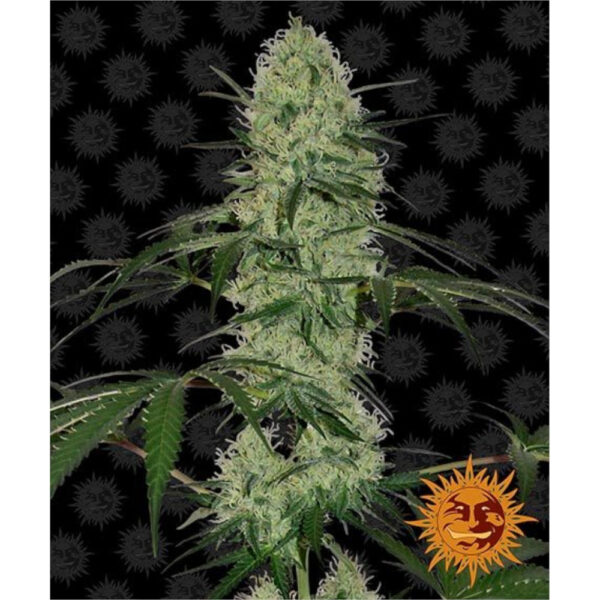 Nasiona marihuany Tangerine Dream Auto Barney's Farm