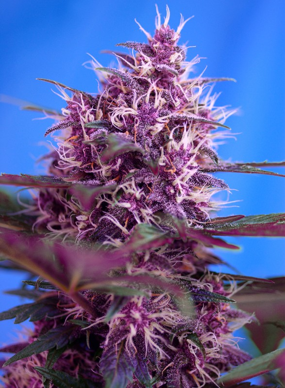Nasiona marihuany Red Poison Auto Sweet Seeds