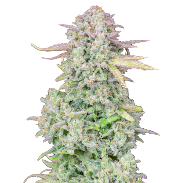 Nasiona marihuany Trainwreck Auto FastBuds