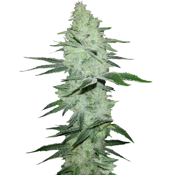 Nasiona marihuany Six Shooter Auto FastBuds