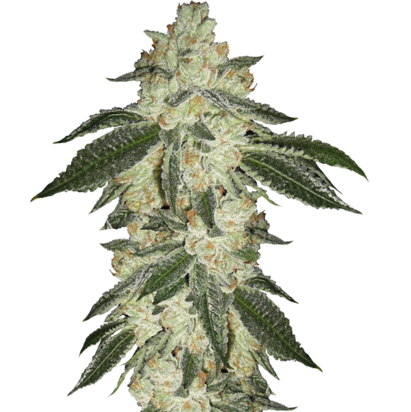 3560-green-crack-1