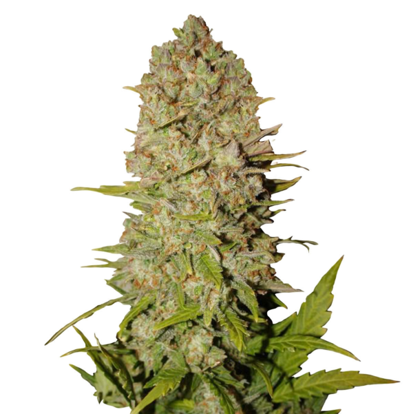 Nasiona marihuany Pineapple Express Auto FastBuds