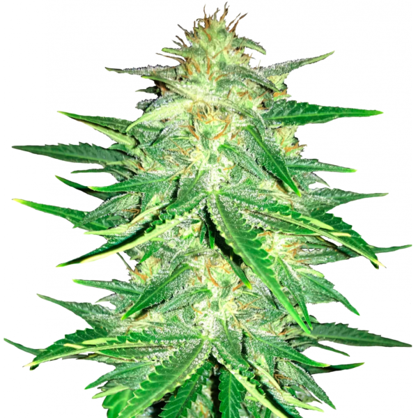 5390-lemon-ak-1