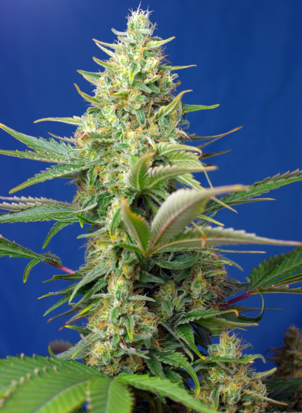 Nasiona marihuany Sweet Purse Auto CBD Sweet Seeds