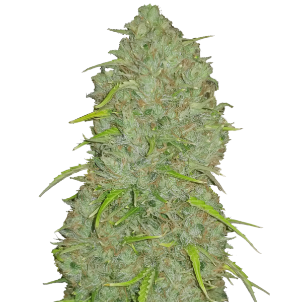 Nasiona marihuany Jack Herer FastBuds Auto