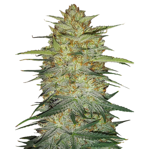 Nasiona marihuany OG Kush Auto FastBuds