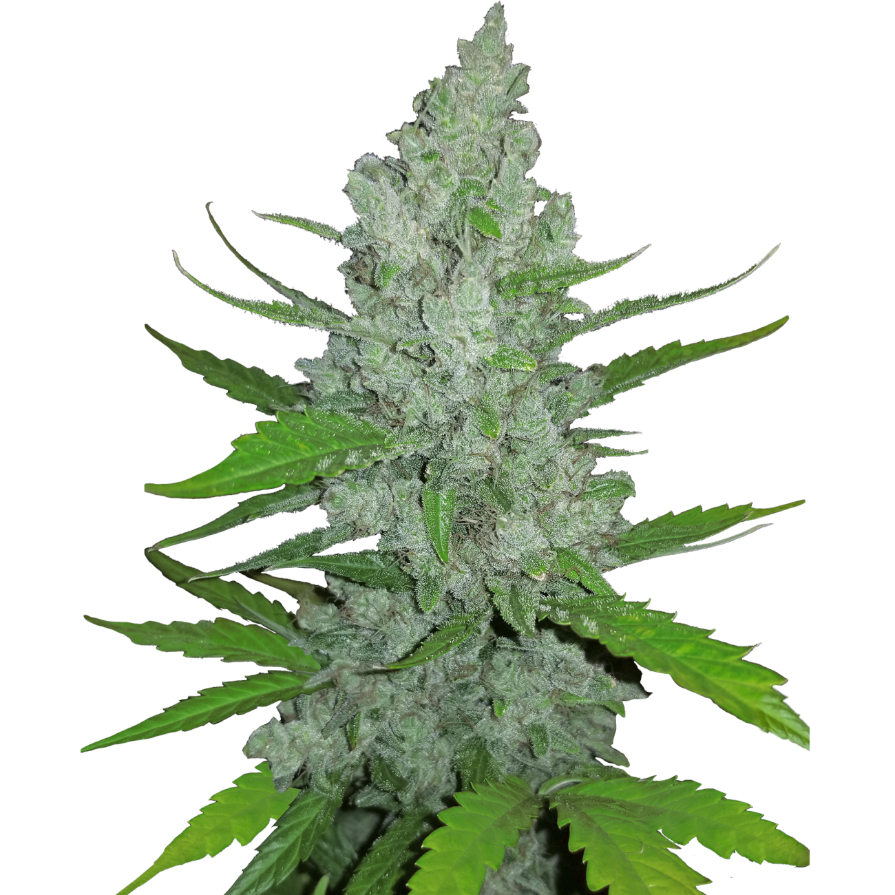 Nasiona marihuany Sour Diesel Auto FastBuds