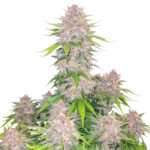Nasiona marihuany Cherry Cola Auto Fast Buds