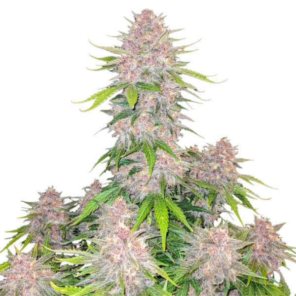 Nasiona marihuany Cherry Cola Auto Fast Buds