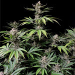 Nasiona marihuany Cherry Cola Auto Fast Buds
