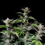 Nasiona marihuany Cherry Cola Auto Fast Buds
