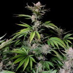 Nasiona marihuany Cherry Cola Auto Fast Buds
