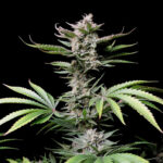 Nasiona marihuany Cherry Cola Auto Fast Buds
