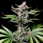 Nasiona marihuany Cherry Cola Auto Fast Buds