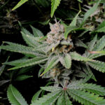 Nasiona marihuany Cherry Cola Auto Fast Buds