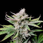 Nasiona marihuany Cherry Cola Auto Fast Buds