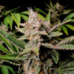 Nasiona marihuany Cherry Cola Auto Fast Buds