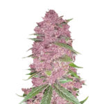 Nasiona marihuany Purple Lemonade Auto Fast Buds
