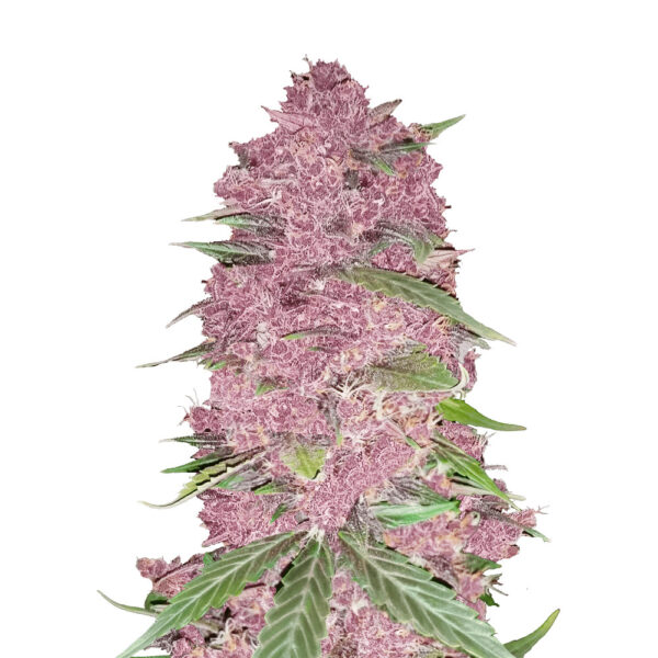Nasiona marihuany Purple Lemonade Auto Fast Buds