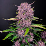 Nasiona marihuany Purple Lemonade Auto Fast Buds
